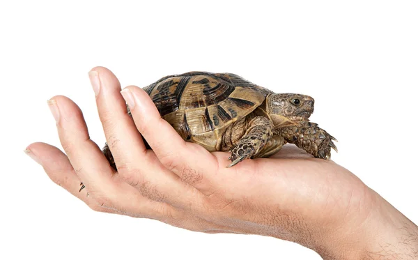Pet tortoise in hand — Stock Photo, Image