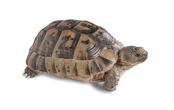 Bliska żółwia greckiego — Zdjęcie stockowe