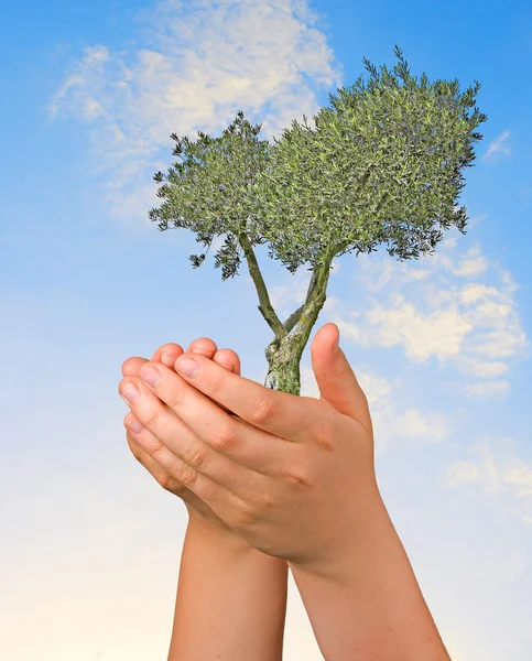 Doğa koruma sembolü olarak ellerinde zeytin ağacı — Stok fotoğraf