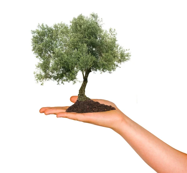 Olive tree in palm as a symbol of nature protection — Stock Photo, Image