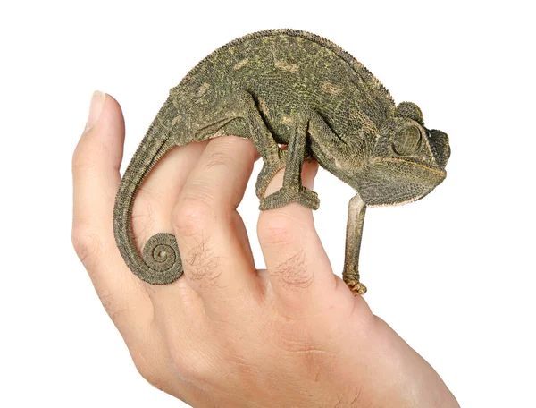 Närbild av kameleont sitter på fingrarna — Stockfoto