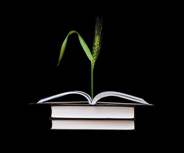 Wheat growing from book