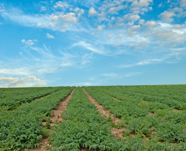 Hülsenfrüchte-Feld bei Iserlohn — Stockfoto