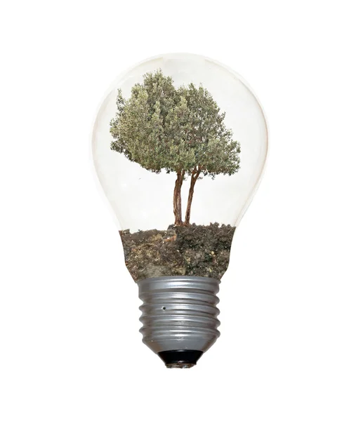 Glühbirne mit einem Baum als Glühfaden — Stockfoto