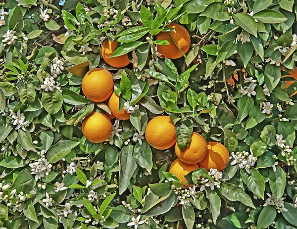 Naranja y flores —  Fotos de Stock