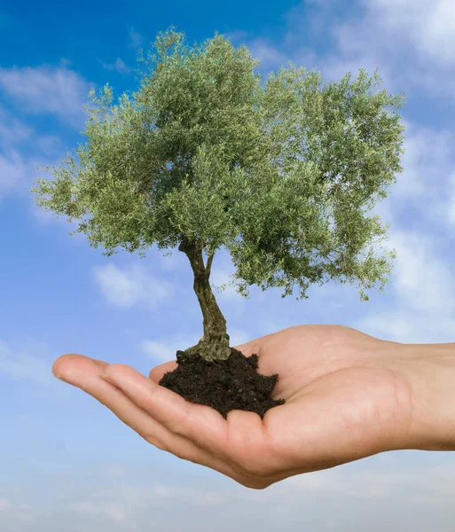 Olijfboom in hand als een geschenk van de landbouw — Stockfoto