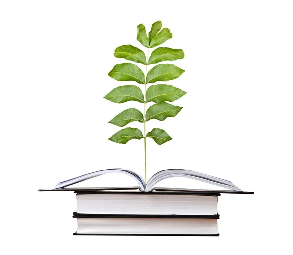 Sapling crescendo a partir de livro aberto — Fotografia de Stock