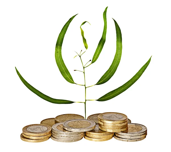 Eucaliptus sapling growing from pile of coins — Stock Photo, Image