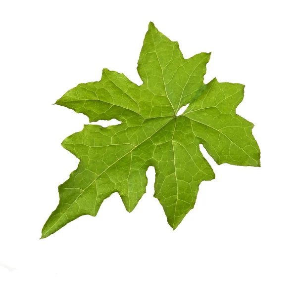 Melon leaf — Stock Photo, Image