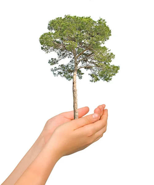 Pine tree in palms as a symbol of nature protection — Stock Photo, Image