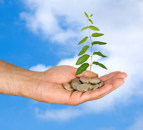 Palm with a plant growng from pile of coins — Stock Photo, Image