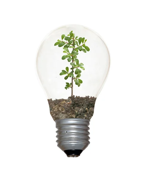 Incandescent light bulb with a plant as the filament — Stock Photo, Image