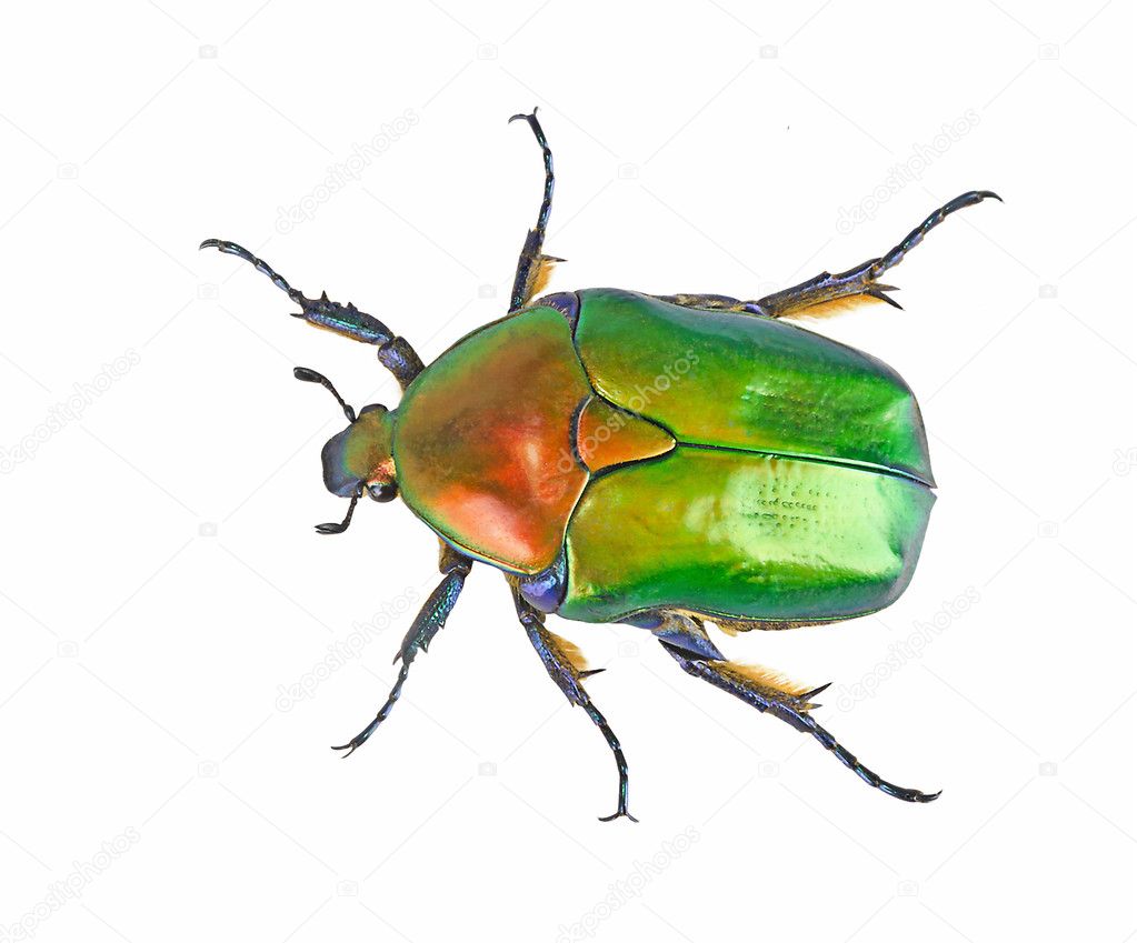 Close up of green shiny beetle