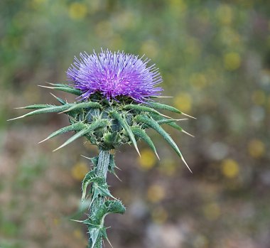 Çiçekli mızrak devedikeni (Cirsium vulgare)