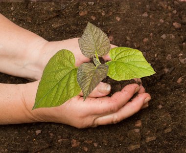 Planting a paulownia sapling clipart