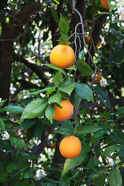 Sinaasappelen op boom — Stockfoto