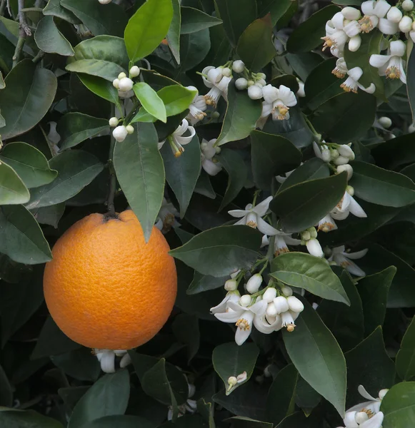 Orange i kwiaty — Zdjęcie stockowe