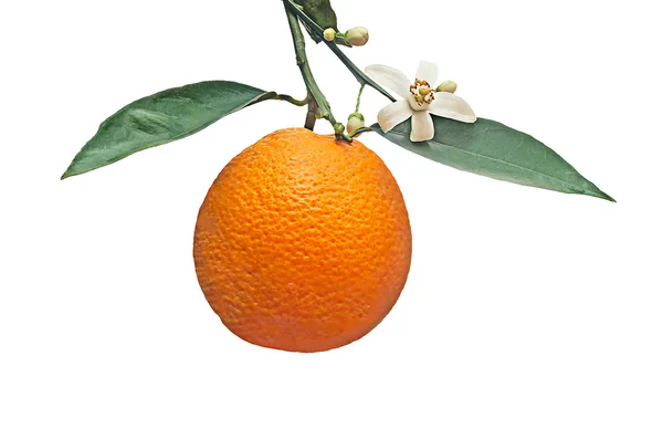 Narancs virág isloated, a fehér háttér — Stock Fotó