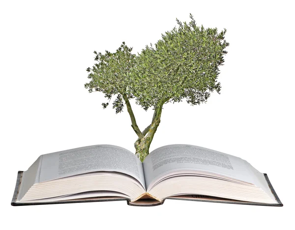 Drzewo oliwne rośnie od książki — Zdjęcie stockowe