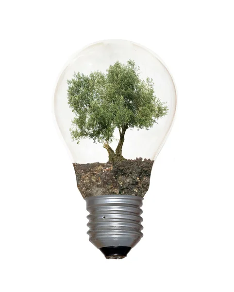 Glödlampa med ett träd som glödtråden — Stockfoto