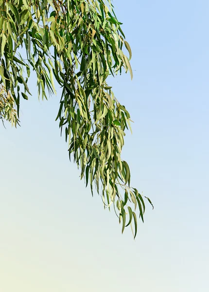 Eukalyptus větev — Stock fotografie