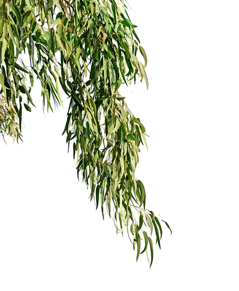 Eucalyptus branch — Stock Photo, Image