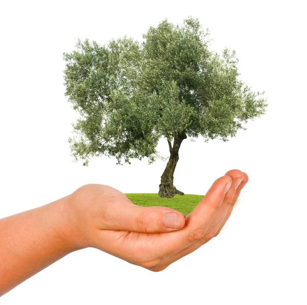 Drzewo oliwne w ręku w prezencie — Zdjęcie stockowe