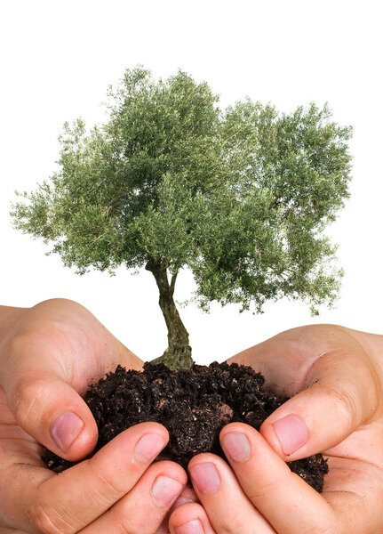 Olive tree in palms as a gift