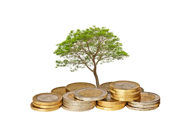 Дерево, растущее из груды монет — стоковое фото