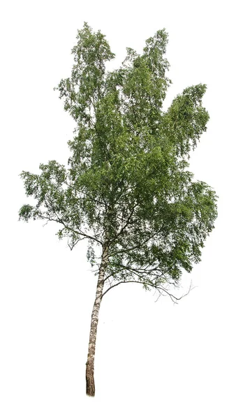 Δέντρο σημύδων που απομονώνονται σε λευκό φόντο — Φωτογραφία Αρχείου