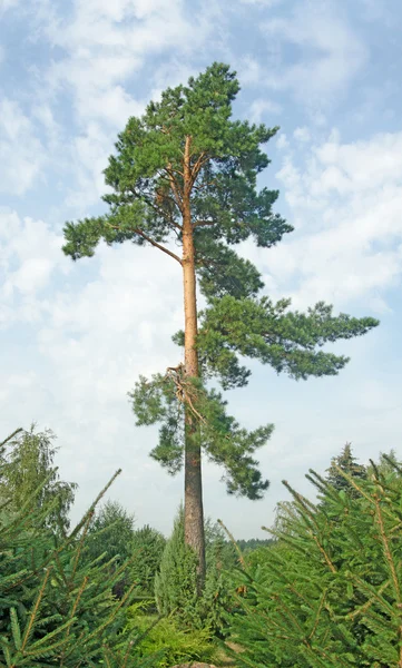 Pine bij jonge forest — Stockfoto
