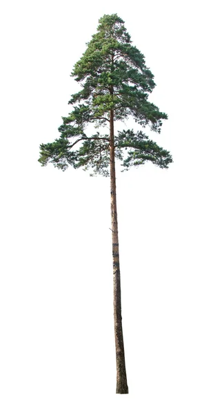 하얀 배경에 고립된 나무들 — 스톡 사진
