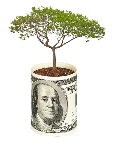 Árbol creciendo desde billete de dólar — Foto de Stock