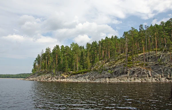 stock image Russian forest