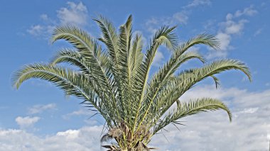 Palm üst