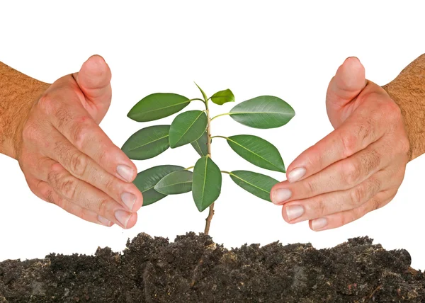 Sapling protected by hands — Stock Photo, Image