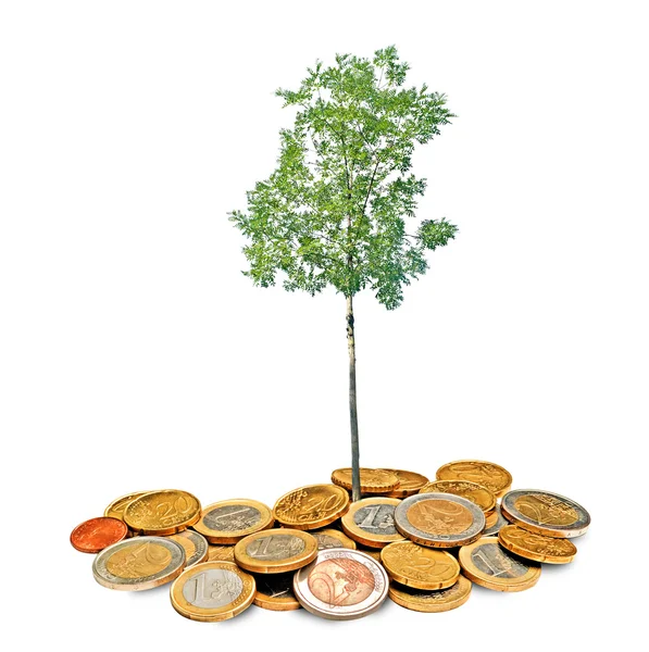 Árvore que cresce a partir de pilha de moedas — Fotografia de Stock