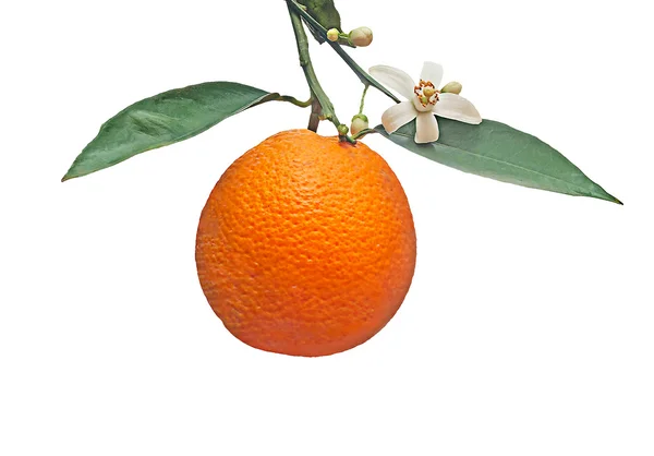 Arancione con fiore isolata su sfondo bianco — Foto Stock