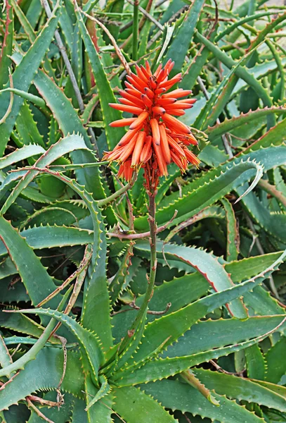 Aloes czerwone kwiaty — Zdjęcie stockowe
