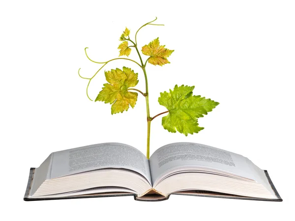 Grapevine en bookisolated op witte achtergrond — Stockfoto