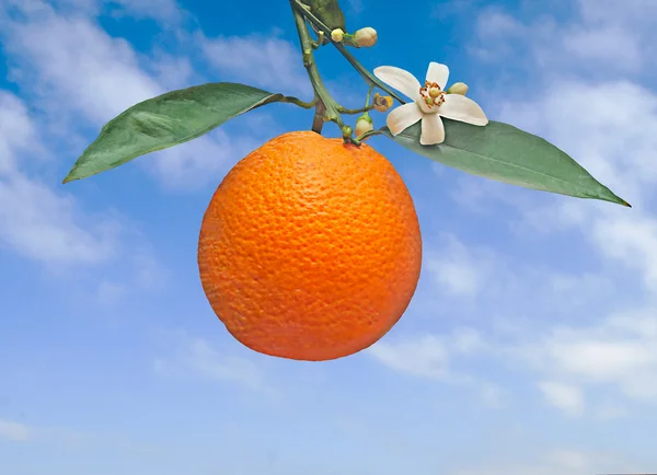 Апельсин и цветок — стоковое фото