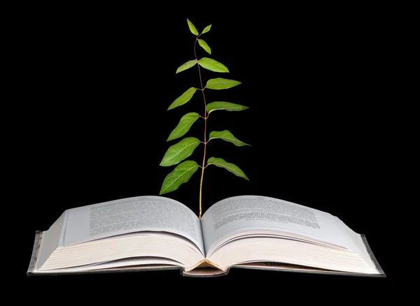 Rostlina roste z otevřené knihy — Stock fotografie