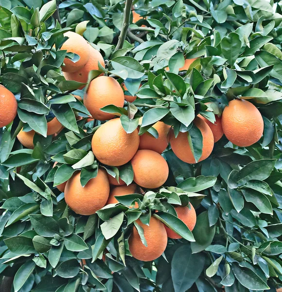 Oranges sur arbre — Photo