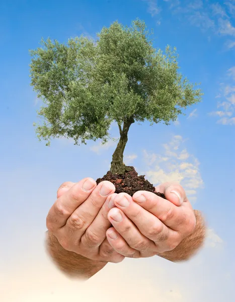 stock image Olive tree in hands