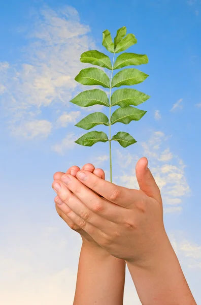 stock image Sapling in palms as a symbol of nature protection