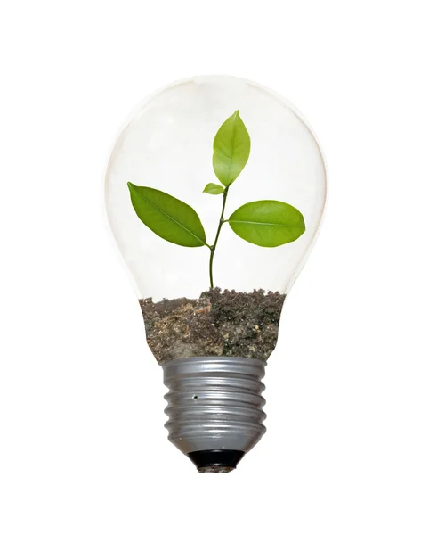 Glödlampa med en planta som glödtråden — Stockfoto