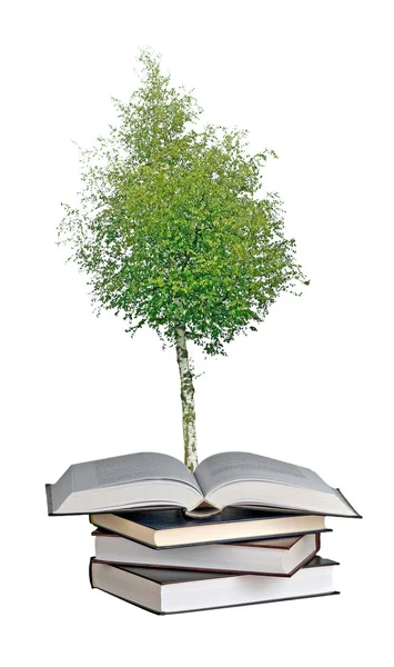 stock image Birch tree growing from book