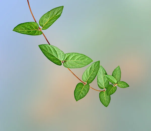 Yeşil bitki — Stok fotoğraf