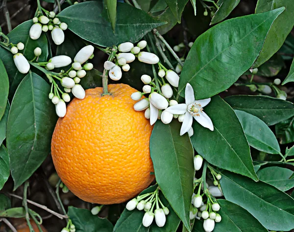 Oranges and flowers — Stock Photo, Image