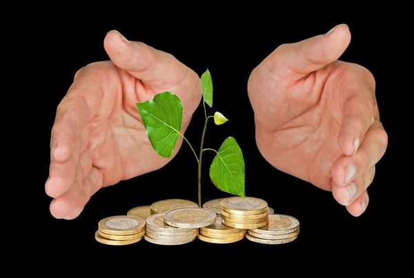 Sapling protectrd by hands — Stock Photo, Image